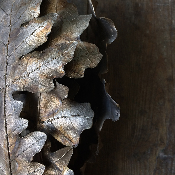 Bronze oak leaves