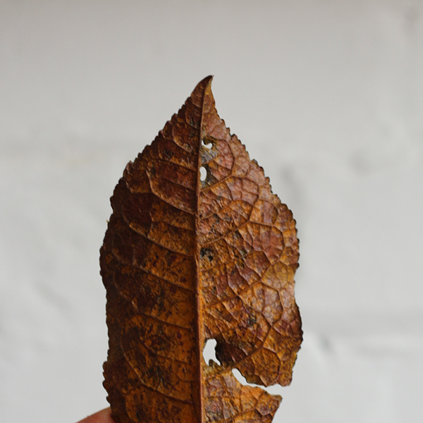 Bronze autumn leaf