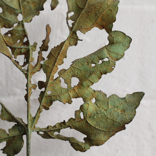 Bronze sycamore leaf